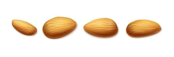 3d realistic vector icon.  Isolated on white background. Almond nut set in different shapes.