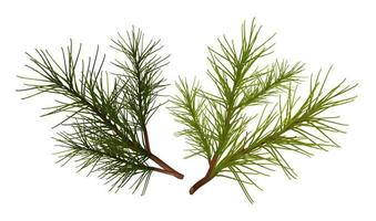 3d realistic vector icon. Fir tree branches. Isolated on white background.