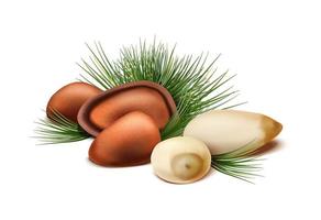 3d realistic vector icon. Pine nuts with or without shell and fir tree. Isolated on white background.