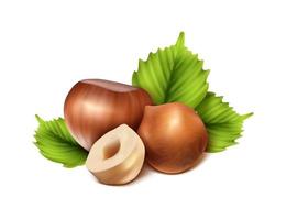 3d realistic vector icon. Hazelnut peeled,  chopped in half and green hazel leaves. Isolated on white background.