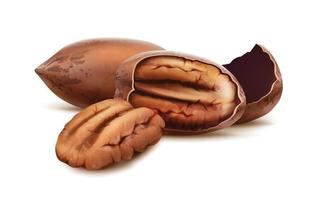 3d realistic vector icon. Pecan nuts in front and side view. Isolated on white.