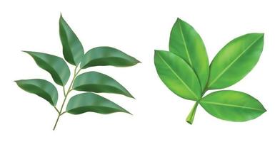 Vector icon set. Realistic leaves, plant branch. Isolated on white.