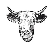 Vector hand drawn icon. Cow head. Isolated on white background.