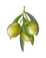 3d realistic vector icon. Green olives branch.