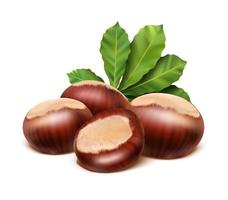 3d realistic vector icon. Chestnut with leaves. Isolated on white background.