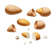 3d realistic vector background. Almond nut shell and broken nuts. Isolated on white background.