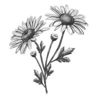 Vector hand drawn flower camomile. Isolated on white background.