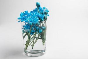 crisantemos azules en un jarrón de cristal foto