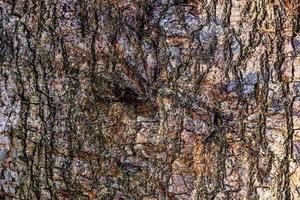 cerrar en textura de corteza de árbol muy detallada en alta resolución. foto