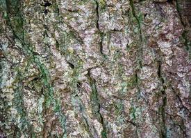 cerrar en textura de corteza de árbol muy detallada en alta resolución. foto