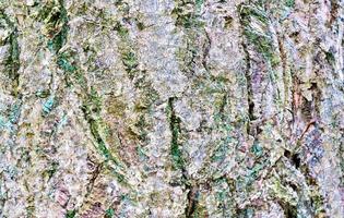 Close up at very detailed tree bark texture in high resolution. photo