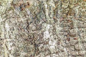 Close up at very detailed tree bark texture in high resolution. photo