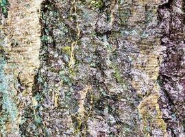 Close up at very detailed tree bark texture in high resolution. photo