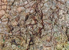 Close up at very detailed tree bark texture in high resolution. photo