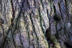 Close up at very detailed tree bark texture in high resolution. photo