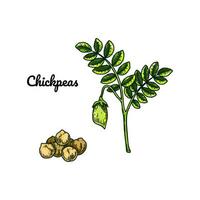 Hand drawn chickpeas branch with a pod and handful of grains. Colorful botany vector illustration in sketch style
