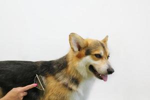 las manos de la peluquera hacen un corte de pelo de corgi con peine después de lavar la piel en el salón de aseo. herramienta de uso para peinar lana. concepto profesional de cuidado de mascotas. primer plano con espacio de copia para texto foto