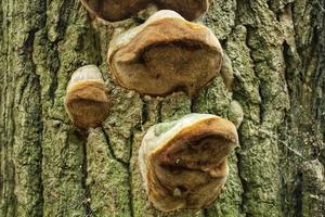 Close-up of wild fungus mushrooms growing on tree trunk in forest. Alternative medicine pharmacy therapy. Variety of plants in the botanical garden. Environment conservation and resources of nature photo
