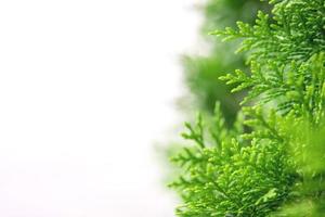 Christmas nature background, natural green plants landscape, ecology, fresh. Closeup of green pine or juniper tree in the garden, green artwork content photo