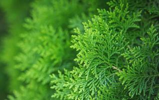 Christmas nature background, natural green plants landscape, ecology, fresh. Closeup of green pine or juniper tree in the garden, green artwork content photo