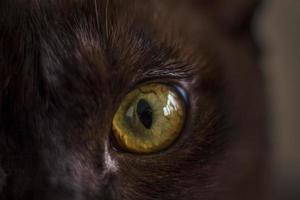 Cat's eye close-up. The cat is watching. Macro photography Cat's eye