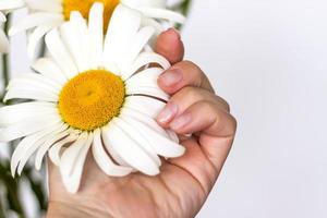 la mano de una mujer toca una margarita. planta media, instantánea selectiva. enfoque selectivo. la industria de la belleza. foto