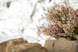 A gentle background for the presentation. Stones and small pink flower buds. Stylish appearance, layout, personality. Banner, a place for text. photo