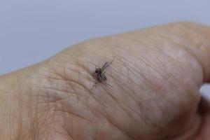 a dead mosquito attached to the top of the hand photo