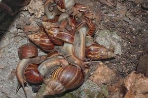 snail or achatina fulica walking on the ground photo