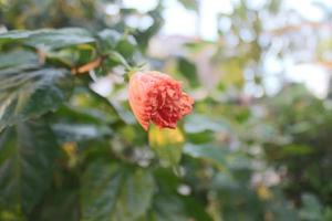 hibisco hawaiano colorido en el jardín foto