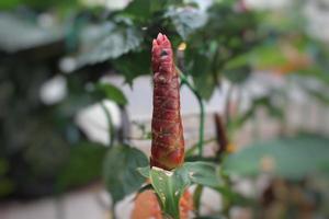 costus spicatus, también conocido como bandera en espiral con púas o jengibre de cabeza india o en el patio foto