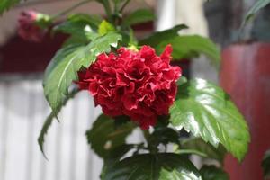 Beautiful red carnation flower Dianthus caryophyllus, Chabaud. Floral background. photo