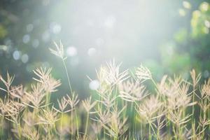 Flower grass in public park with sunlight photo