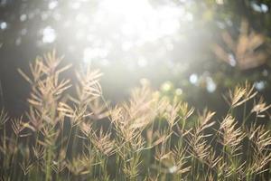 Flower grass with sun light photo