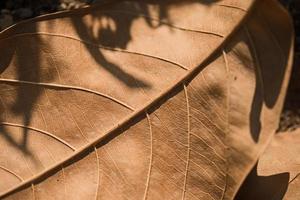 Close up macro dry leaf texture background photo
