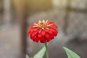 flor de zinnia roja hermosa con luz solar en el fondo de la naturaleza en el jardín. foto