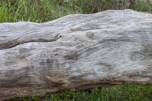 The trunk of a fallen old tree died in the forest. photo