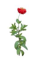 Beautiful red zinnia flower bloom on tree isolated on white background included clipping path. photo