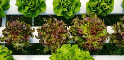 Flat lay of fresh organic vegetable garden. Green cabbage and Harvest of agriculture. Clean or diet food and ingredient for making freshness salad. Top view of line of tree growth. photo