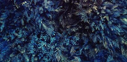 Blue fern, flower, creeper, vine or ivy and leaves wall for background. Natural wallpaper or Nature pattern. Freshness season. Cold tree, jungle or forest concept. photo