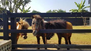 Many pony or small horse in stable or stall. Wildlife of animal or pet. photo