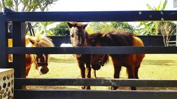 muchos ponis o caballos pequeños en establo o establo. vida silvestre de animales o mascotas. foto