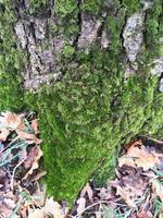 Embossed texture of brown tree bark. Photograph of a tree bark texture. Embossed creative texture of old oak bark. photo