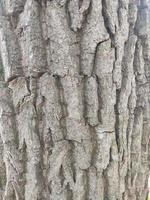 Embossed texture of brown tree bark. Photograph of a tree bark texture. Embossed creative texture of old oak bark. photo