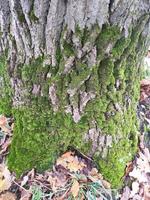 Embossed texture of brown tree bark. Photograph of a tree bark texture. Embossed creative texture of old oak bark. photo