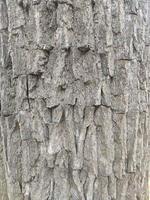 Embossed texture of brown tree bark. Photograph of a tree bark texture. Embossed creative texture of old oak bark. photo