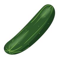 fresh cucumber vegetable vector