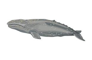 humpback whale sealife vector