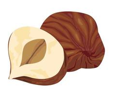 two macadamia nuts vector