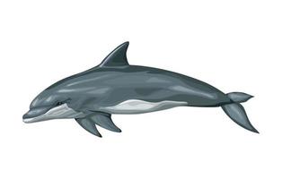 bottlenose whale sealife vector